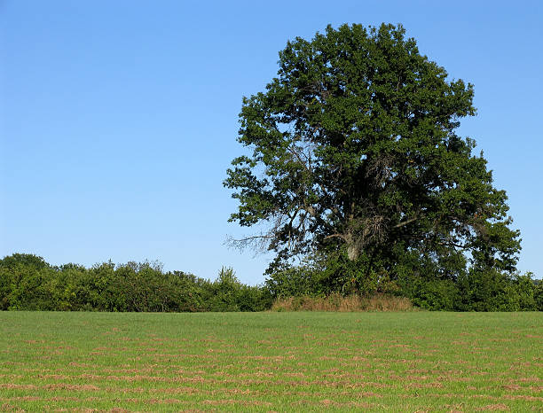 istock Peaceful Field with Giant Tree at Right 139694424
