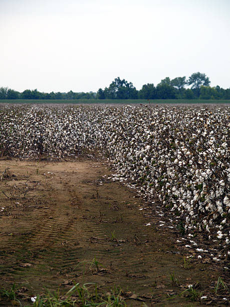 istock Cotton Fields Louisiana Scenic 139694445