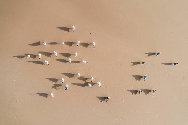 drone view of seagulls on golden sandy beach - journey camel travel desert imagens e fotografias de stock