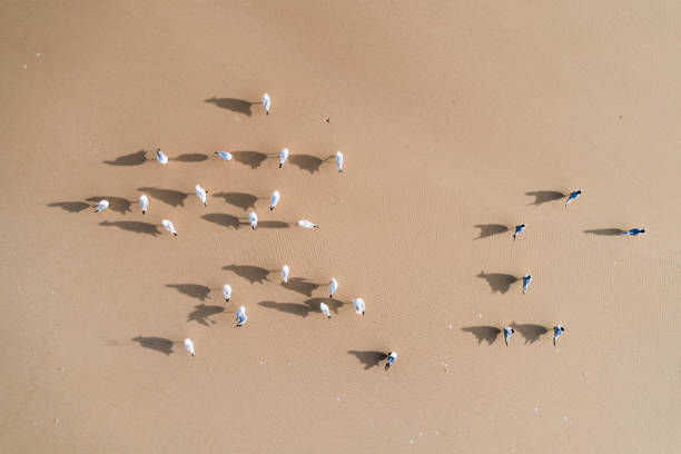вид дрона на чаек на золотом песчаном пляже - australian seagull стоковые фото и изображения