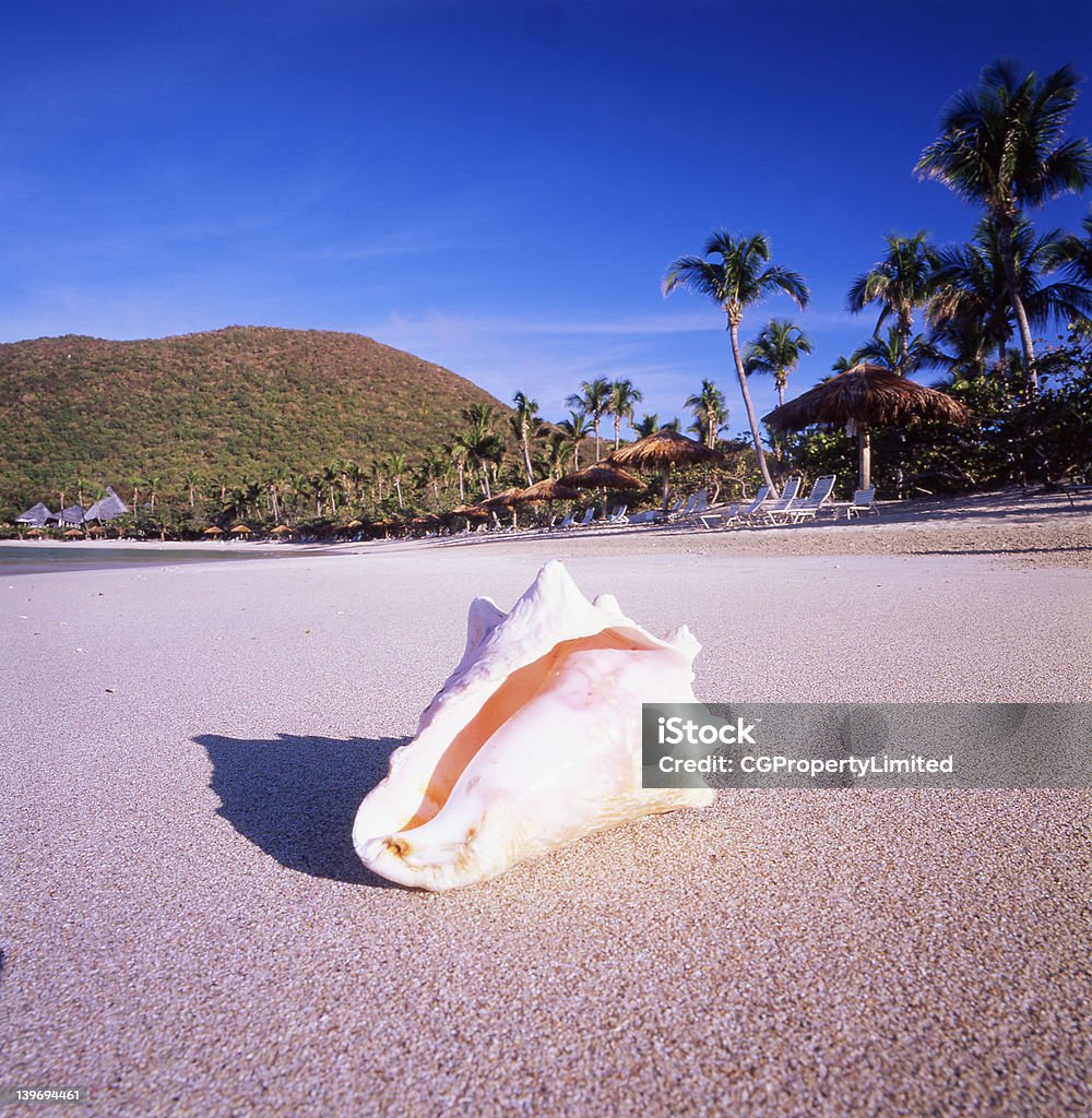 Caracola - Foto de stock de Aire libre libre de derechos