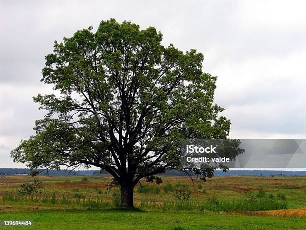 Drzewo - zdjęcia stockowe i więcej obrazów Bez ludzi - Bez ludzi, Chmura, Drzewo