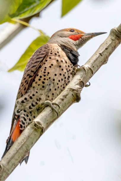 istock Male Red Shafted Northern Flicker perches on a tree branch 1396945231