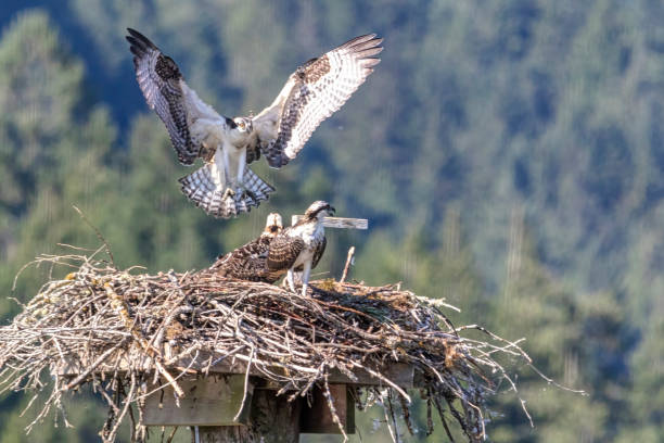 istock baby ospreys in a nest 1396945239