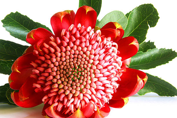 Australian Waratah Photo of a native Australian waratah flower. telopea stock pictures, royalty-free photos & images