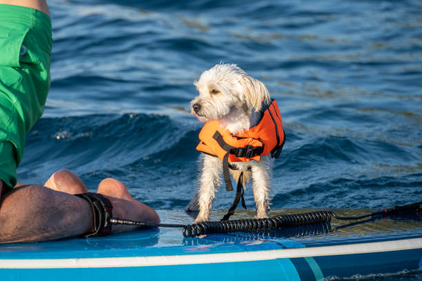 istock Small white dog in life jacket standing on paddleboard 1396946045