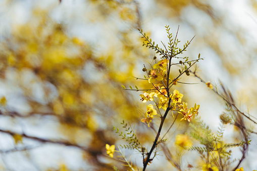 A blanket of yellow flowers cover the blue sky.