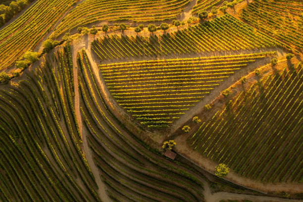Green vineyard fields in countryside stock photo