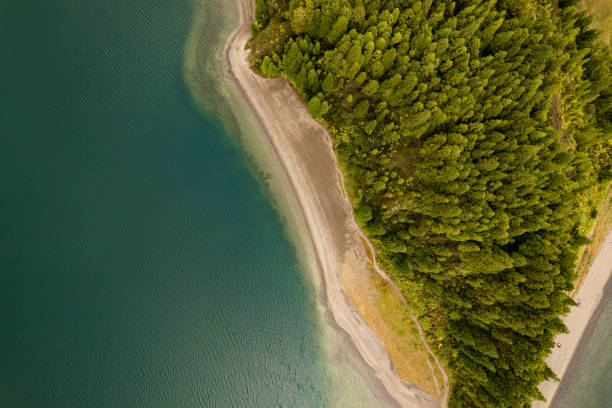 istock Green forest on shore of sea 1396946181