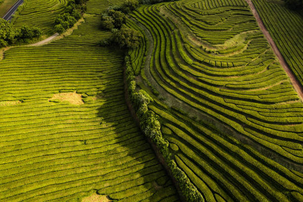 istock Green tea plantations aerial landscape 1396946185
