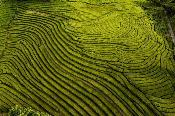 istock Green natural background of tea fields 1396946189
