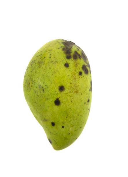 Two ripe tropical fruit shot against a white background. The colour of the mangoes indicate they are ready to eat.