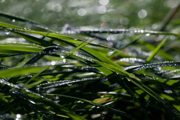 istock green grass covered with drops of water after rain 1396946858