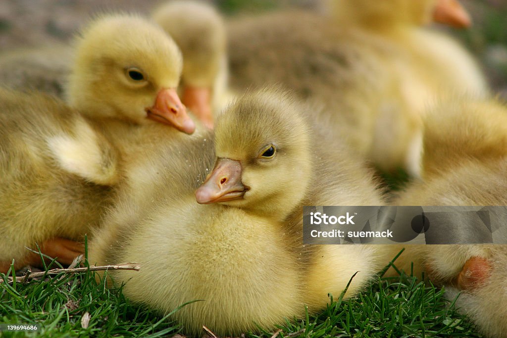 멋진 goslings - 로열티 프리 0명 스톡 사진