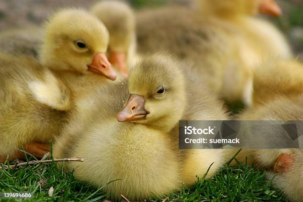 Wspaniałe Goslings - zdjęcia stockowe i więcej obrazów Bez ludzi - Bez ludzi, Fajny, Fotografika