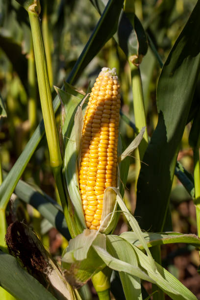 istock yellow ripe corn fruits in summer 1396946936