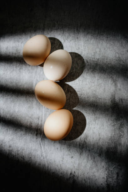 The sun shone on the eggs