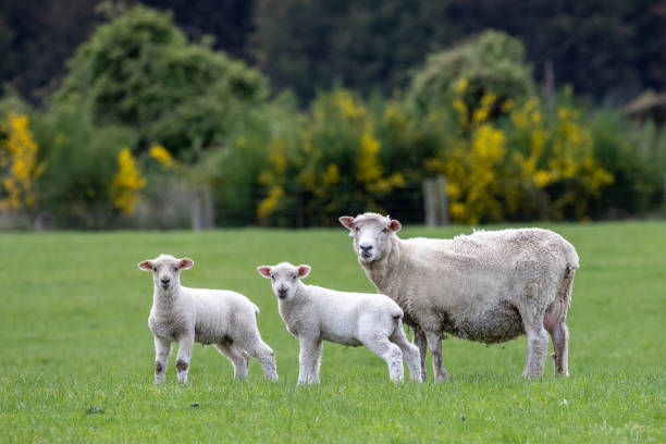 istock Female Sheep with lambs 1396948564