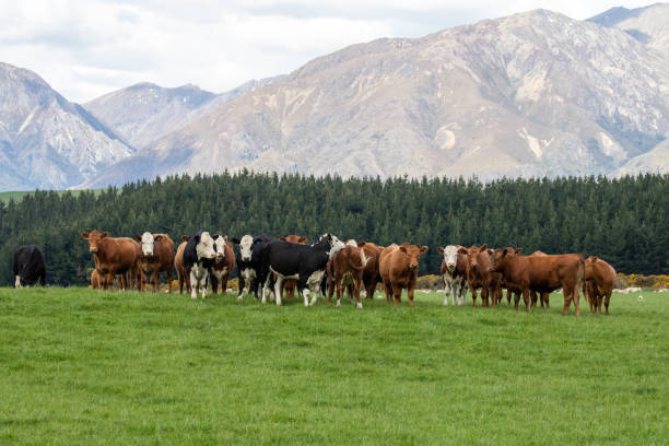Herd of cows stock photo