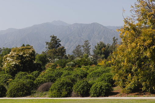 A variation of different trees in Pasadena.