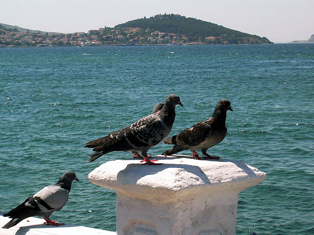 istock Pigeons and Sea 139694981