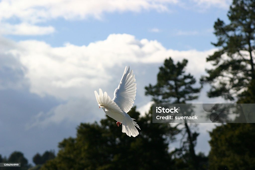 Biała Gołębica, skrzydła wyciągniętych - Zbiór zdjęć royalty-free (Bez ludzi)