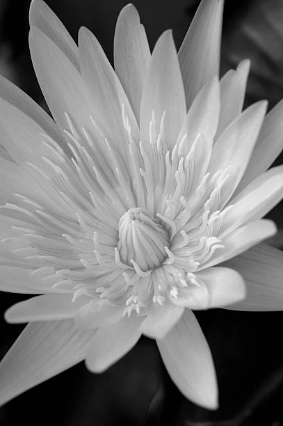istock Lotus in black and white#2 139695098