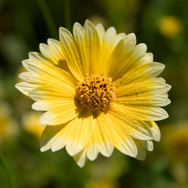 marguerite jaune et blanc - spring close up daisy yellow photos et images de collection