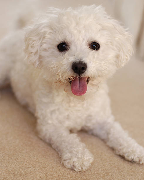 istock bichon frieze dog 139695274