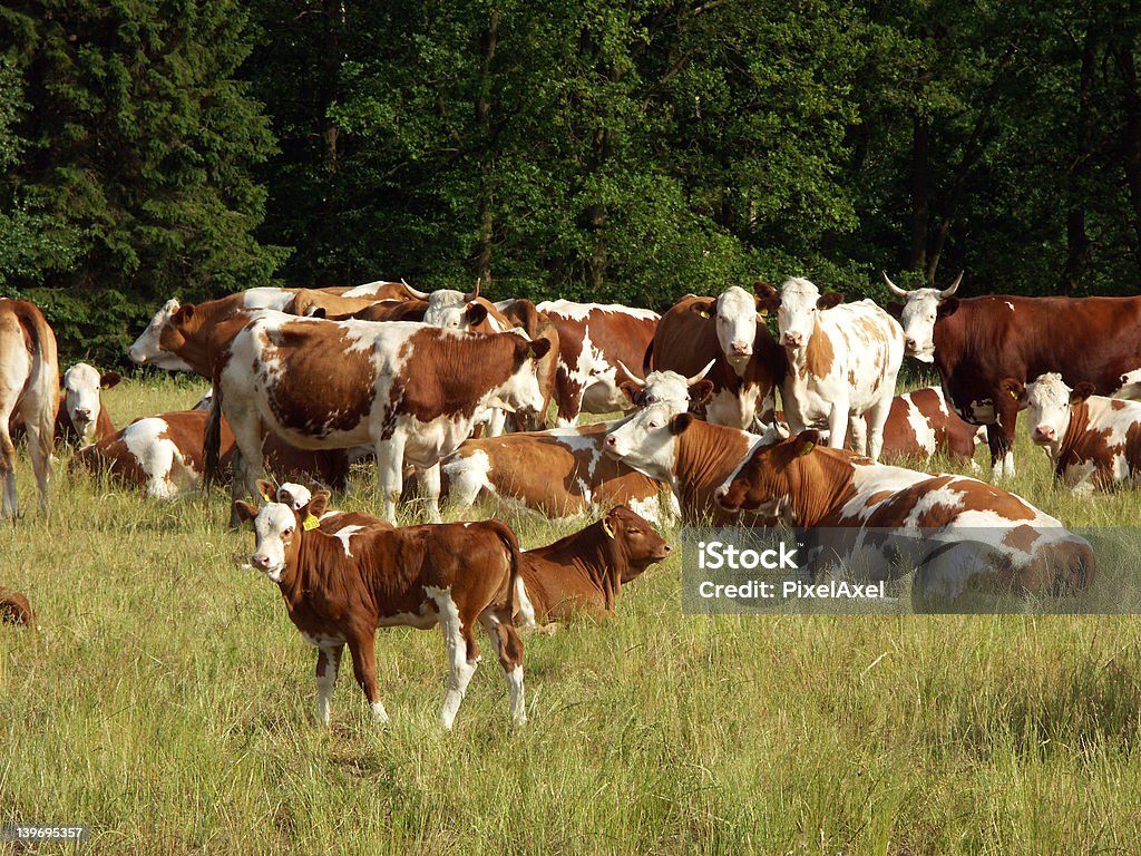 Mandria di bovini - Foto stock royalty-free di Agricoltura