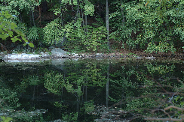 Cтоковое фото Глубокий лес reflections