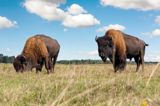 Pair of big american bison buffalo walking by grassland pairie and grazing against blue sky landscape on sunny day. Two wild animals eating at nature pasture. American wildlife background concept stock photo