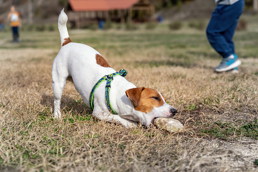 Cute small playful breed 1 year old jack russel terrier dog chewing and eating stones or rocks during walking at mountain forest park outdoors on bright sunny day. Funny active young pet play outside.