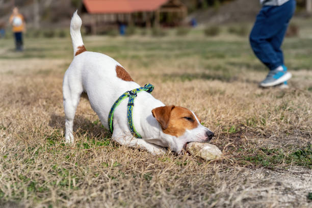 Cute small playful breed 1 year old jack russel terrier dog chewing and eating stones or rocks during walking at mountain forest park outdoors on bright sunny day. Funny active young pet play outside stock photo