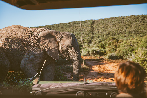 5th May 2022,Kruger National Park,South Africa: Tourists on an open vehicle driving in Kruger National Park watching wildlife animals. Kruger national park is the largest wildlife reserve in South Africa.