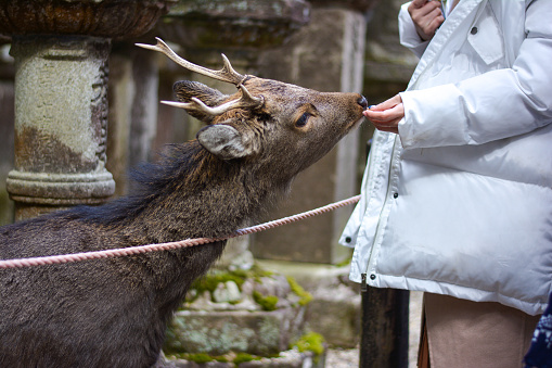 Visitor feed wild deer. Female tourist is feeding a hungry male deer in Nara town of Japan.