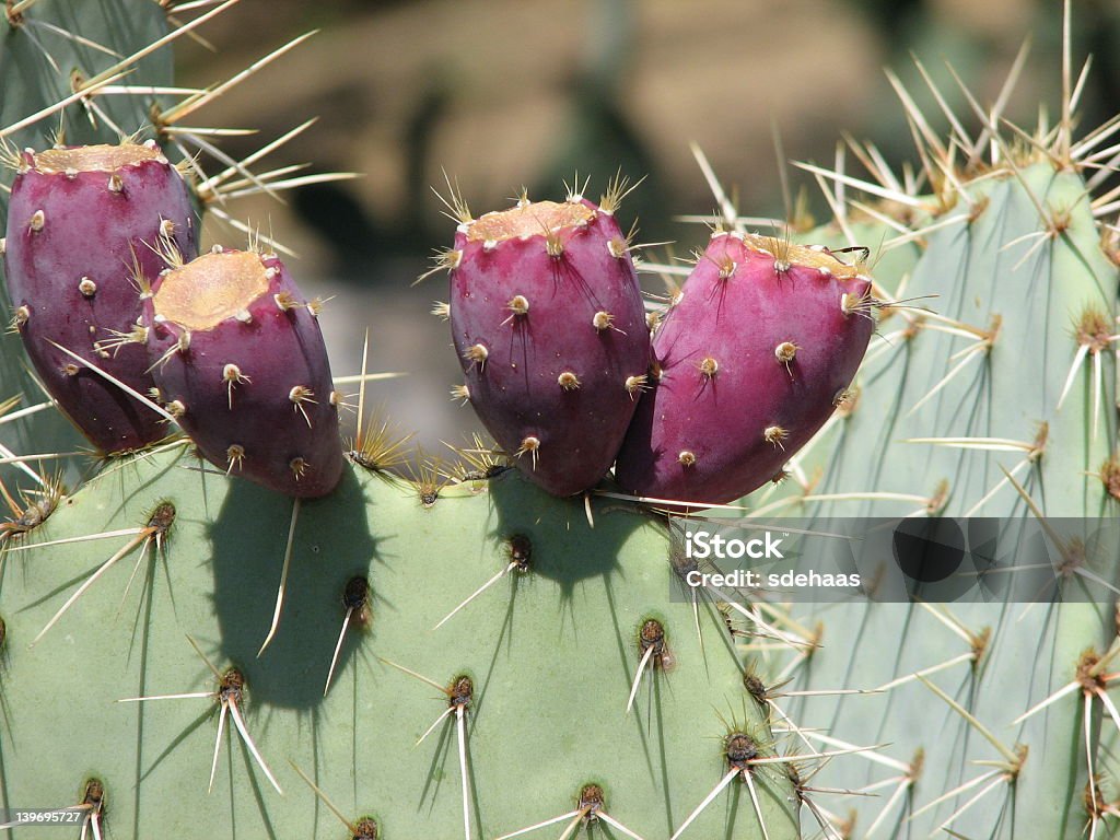 Prickly Pear Cactus - Lizenzfrei Birne Stock-Foto