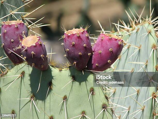Prickly Pear Cactus Stockfoto und mehr Bilder von Birne - Birne, Arizona, Dornig