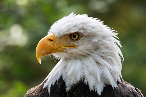 Oil painting of a majestic Bald Eagle against a photo of a battle distressed American Flag.