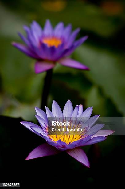 Foto de Lírio Dágua e mais fotos de stock de Beleza - Beleza, Beleza natural - Natureza, Canteiro de Flores