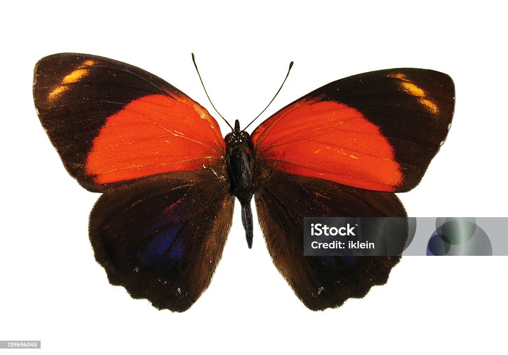 Eine farbenfrohe peruanische Schmetterling, isoliert gegen weiße Rückseite - Lizenzfrei Bunt - Farbton Stock-Foto