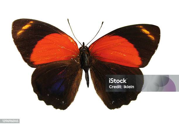 Eine Farbenfrohe Peruanische Schmetterling Isoliert Gegen Weiße Rückseite Stockfoto und mehr Bilder von Bunt - Farbton