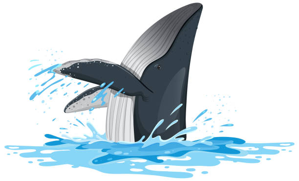 Humpback whale in the water vector art illustration