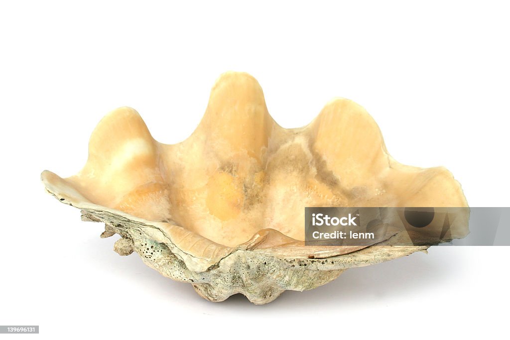 Shell - Foto stock royalty-free di Bellezza