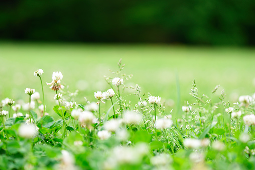 Landscape of green meadow with white dandelions and sunny sky background