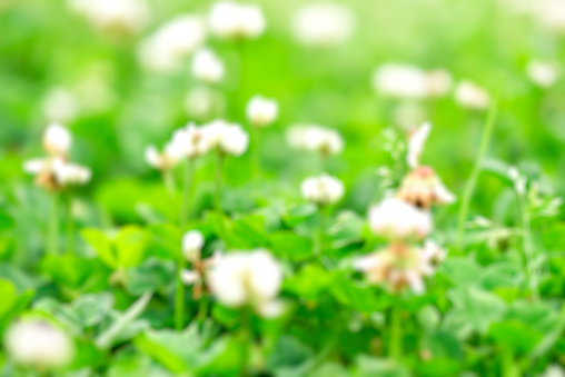 Close-up of defocused glowing Clover flowers blossoms.