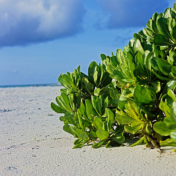 Beach in the Maldives stock photo