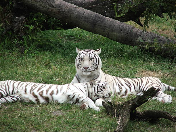 istock White Siberian Tigers 139696323