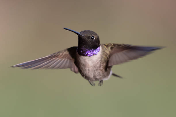 istock Black-chinned hummingbird 1396963270