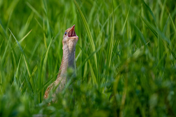 Corncrake (Crex crex) singing in a meadow. Bieszczady, Carpathian Mountains, Poland. Corncrake (Crex crex) singing in a meadow. Bieszczady, Carpathian Mountains, Poland. corncrake stock pictures, royalty-free photos & images